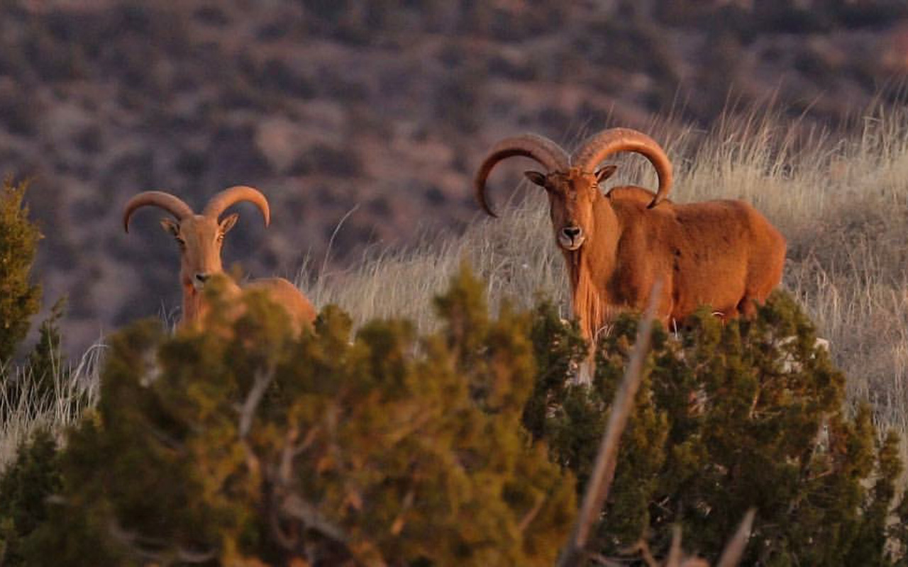 Tri-State Outfitters aoudad